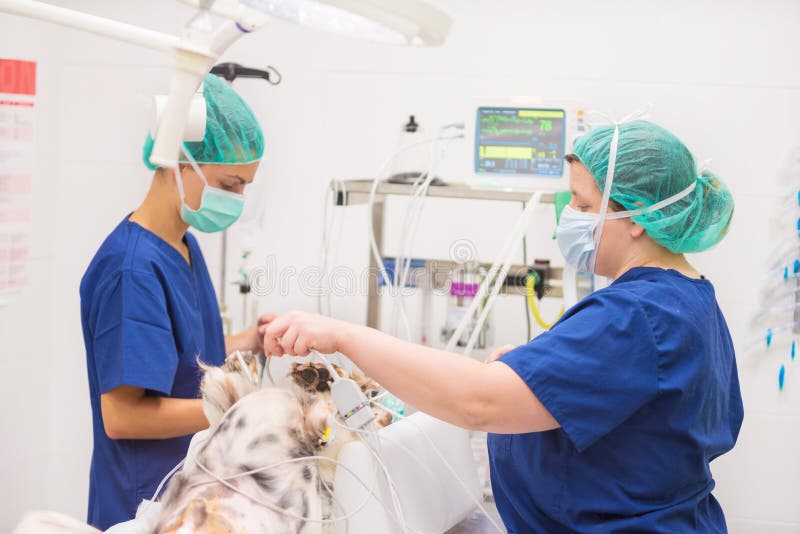 Veterinarian Surgeons in Operating Room at Animal Hospital Stock Photo