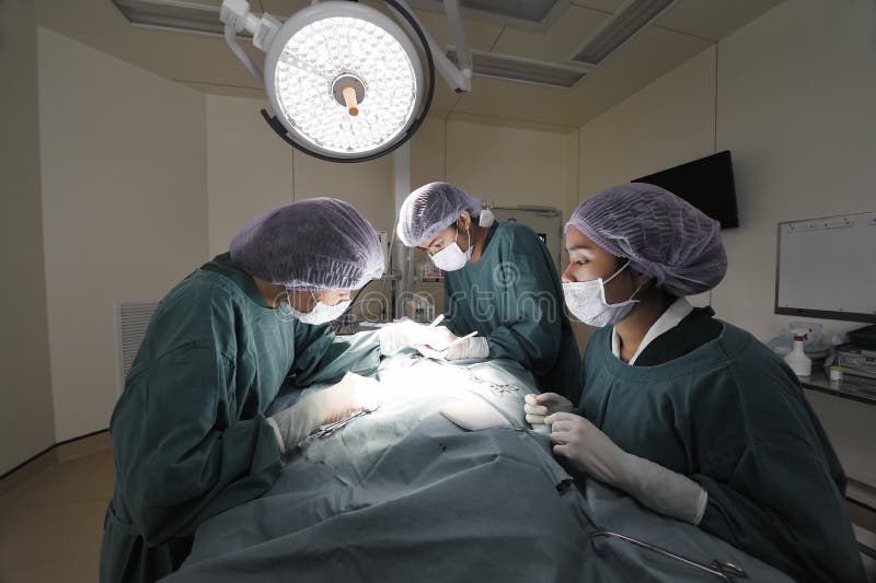 Group of Veterinarian Surgery in Operation Room Stock Photo Image of