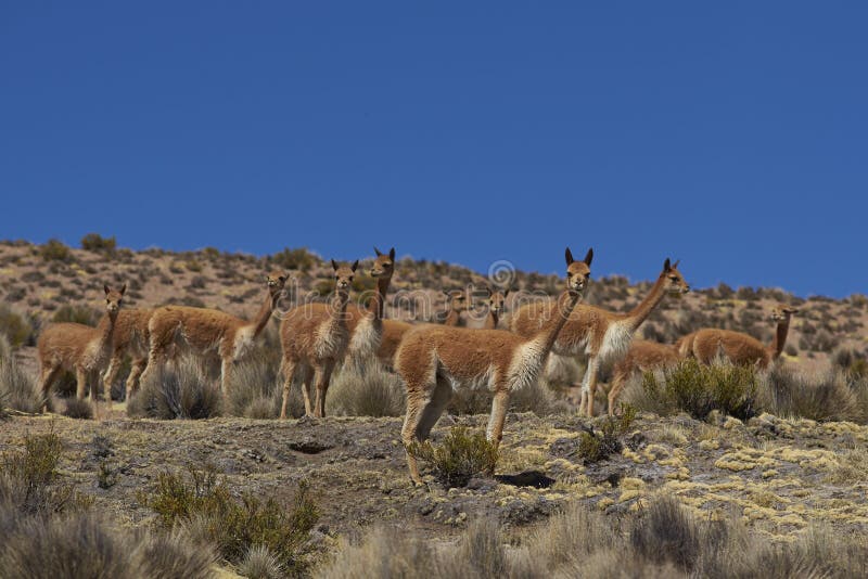 The Vicuña is the National Animal of Peru. it is a Wild South American Camelid that Lives in the Andes Stock Photo - Image of alpaca, nature: 191907790 The Vicuña is the National Animal of Peru. it is a Wild South American Camelid that Lives in the Andes Stock Photo - Image of alpaca, nature: 191907790