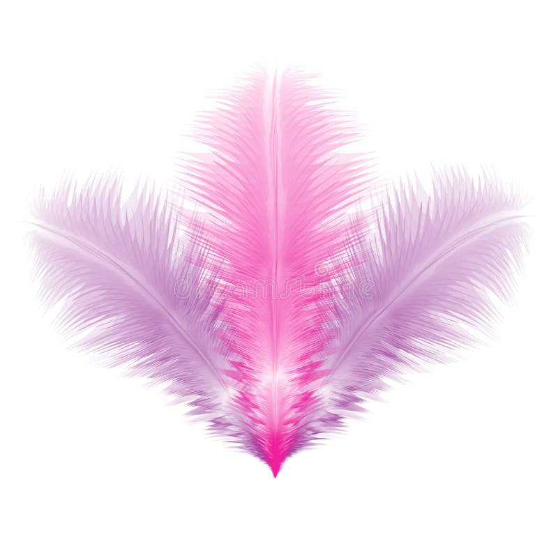 Pink feathers stock photo. Image of horizontal, accessory 30332988