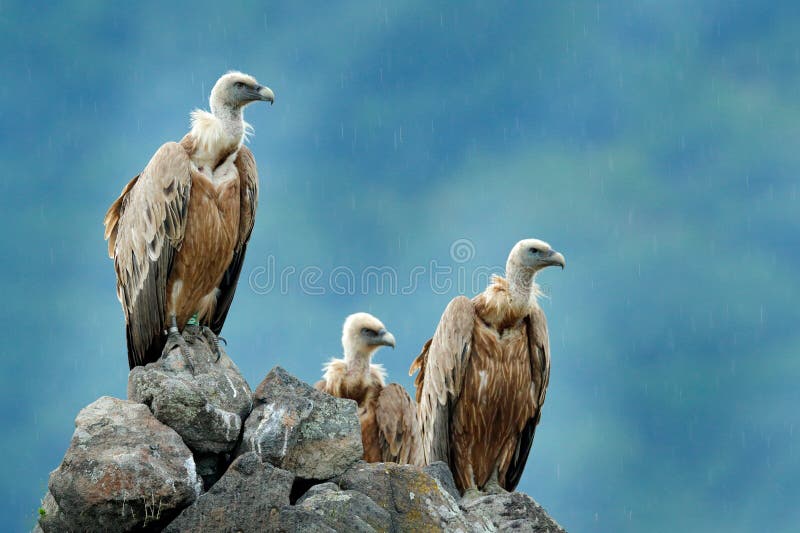 Group of vultures. Griffon Vulture, Gyps fulvus, big birds of prey sitting on the rocky mountain, nature habitat, Madzarovo, Bulga