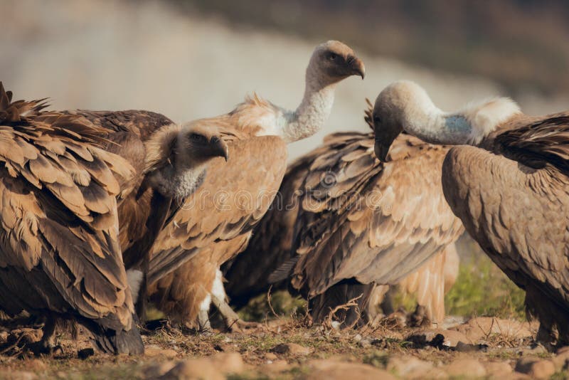 Group of Vultures. Griffon Vulture, Gyps Fulvus, Large Bird of Prey ...