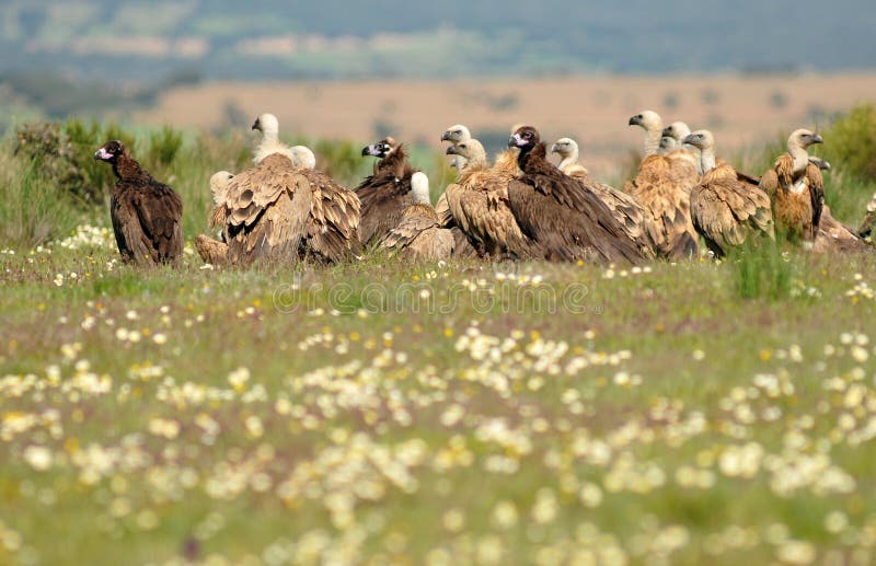 Group of vultures stock image. Image of wing, flying 21711501