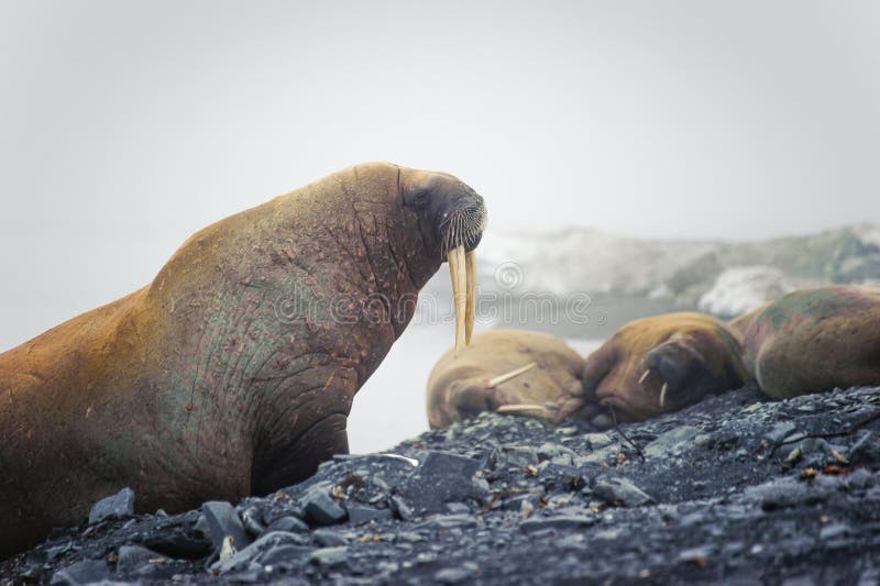 Group of walruses lying on a beach in the Arctic, on Franz Josef land stock photo