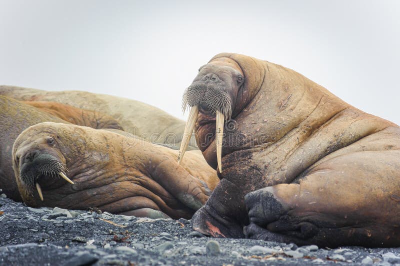 Group of walruses lying on a beach in the Arctic, on Franz Josef land royalty free stock photo