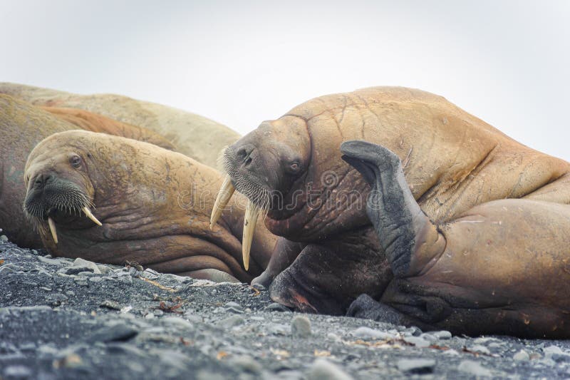 Group of walruses lying on a beach in the Arctic, on Franz Josef land royalty free stock image