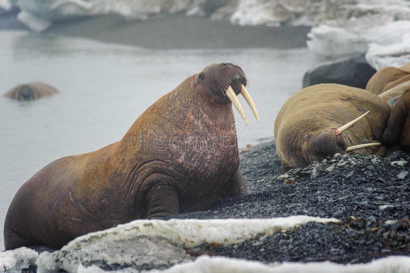 Group of walruses lying on a beach in the Arctic, on Franz Josef land royalty free stock photography