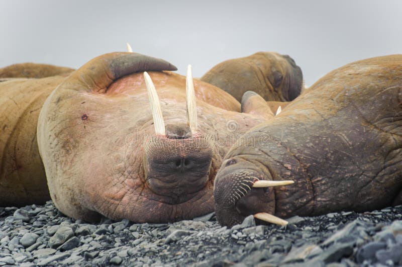 Group of walruses lying on a beach in the Arctic, on Franz Josef land stock image