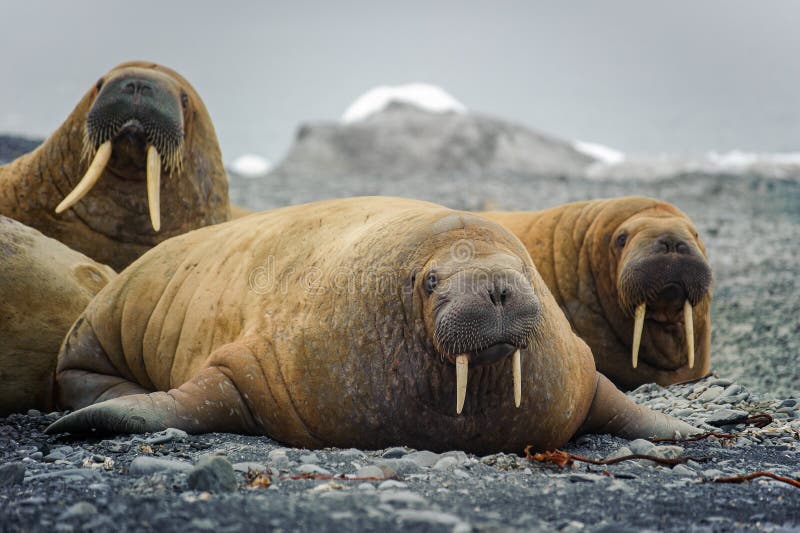Group of walruses lying on a beach in the Arctic, on Franz Josef land stock photography