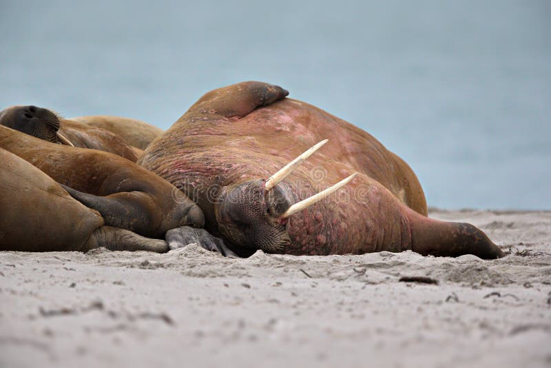 Group of walruses lying on a sandy shore shore at Svalbard, Norway royalty free stock photography