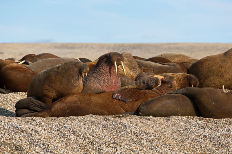 Group of walruses lying on a sandy shore shore at Svalbard, Norway royalty free stock photography