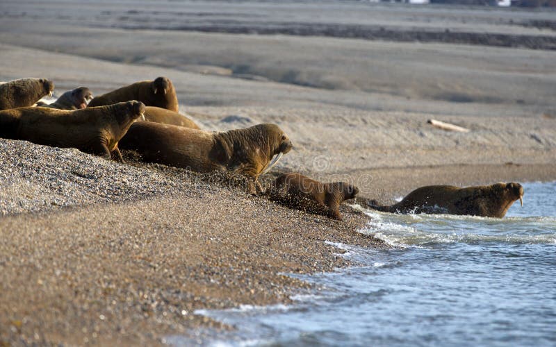 Group of walruses lying on the shore by the waters of Svalbard in Norway stock photos