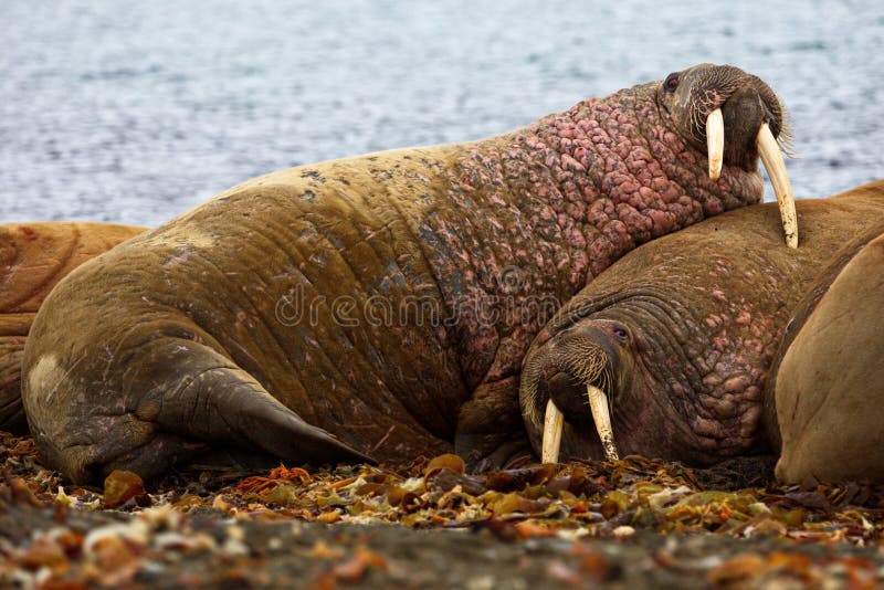Group of walruses lying together on the shore at Svalbard, Norway stock image