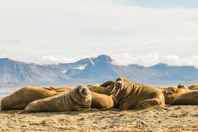 Group of walruses on Prins Karls Forland, Svalbard stock photo