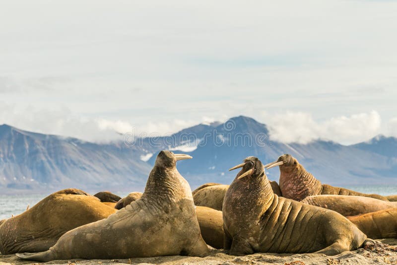 Group of walruses on Prins Karls Forland, Svalbard royalty free stock photo