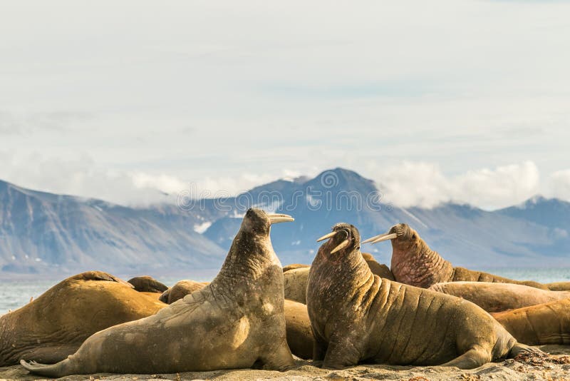 Group of walruses on Prins Karls Forland, Svalbard stock image