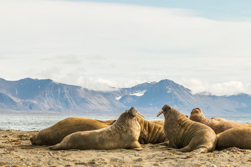 Group of walruses on Prins Karls Forland, Svalbard royalty free stock image