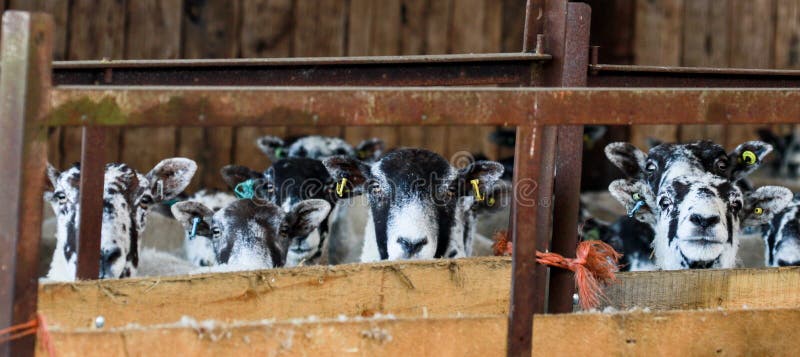 A group of white English sheep in a barn stock photo