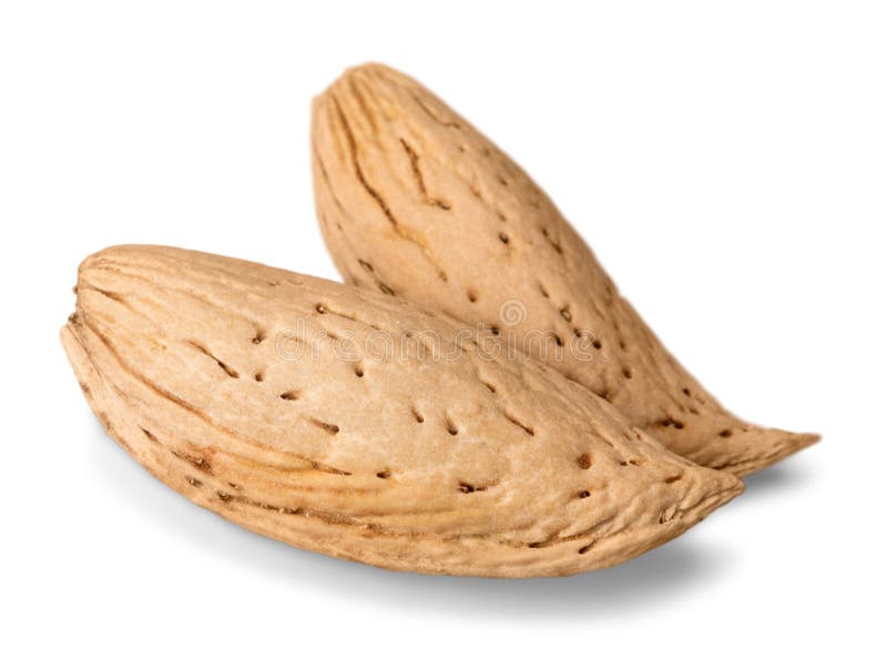 Group of Almonds Isolated on White Stock Photo Image of hard, natural