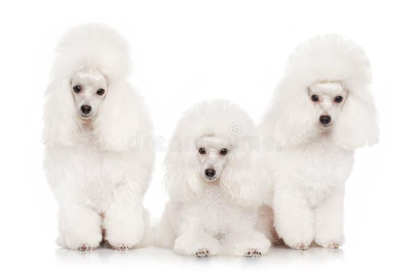 Man two poodles stock image. Image of dogs, happy, poodle 20529731