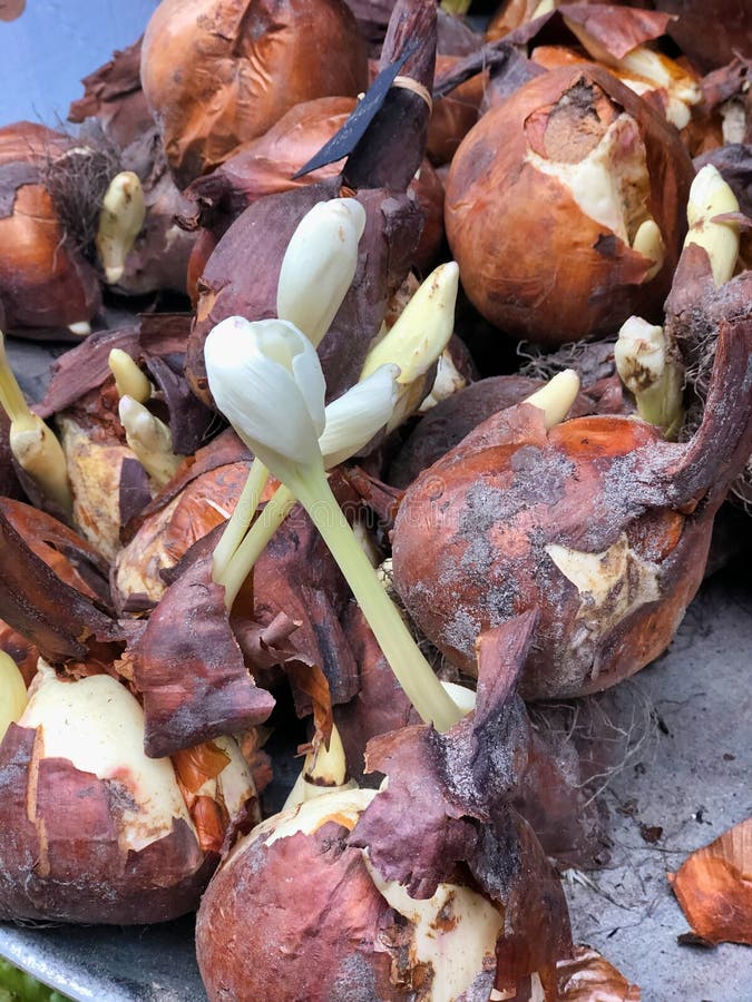 Sprouted bulbs tulips stock photo. Image of seasonal 50712954