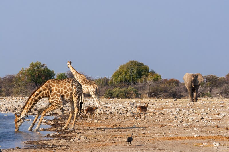 Group of wild animals near a waterhole in the Etosha National Park, in Namibia stock photo Group of wild animals near a waterhole in the Etosha National Park, in Namibia stock photo