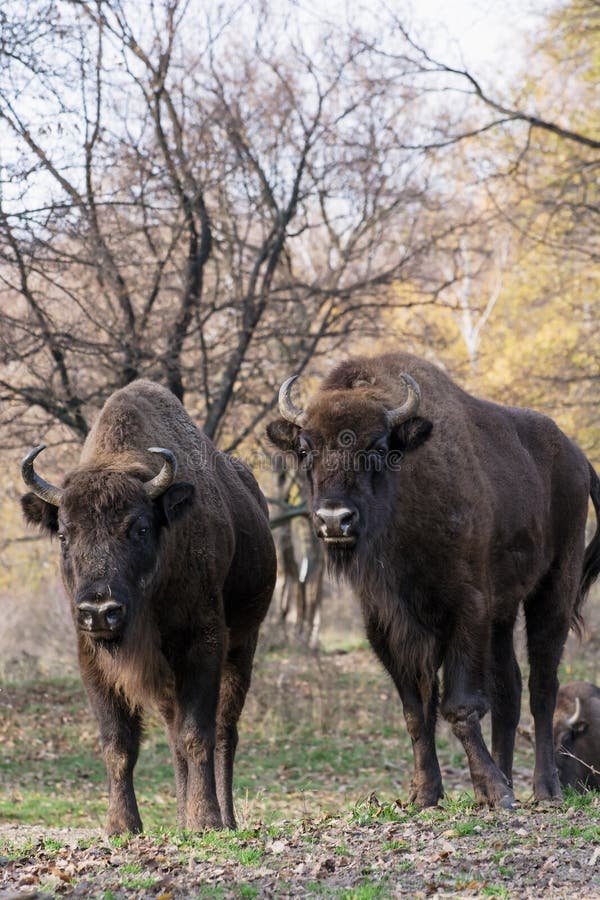 Group of wild European bison (Bison bonasus) in autumn deciduous stock photo