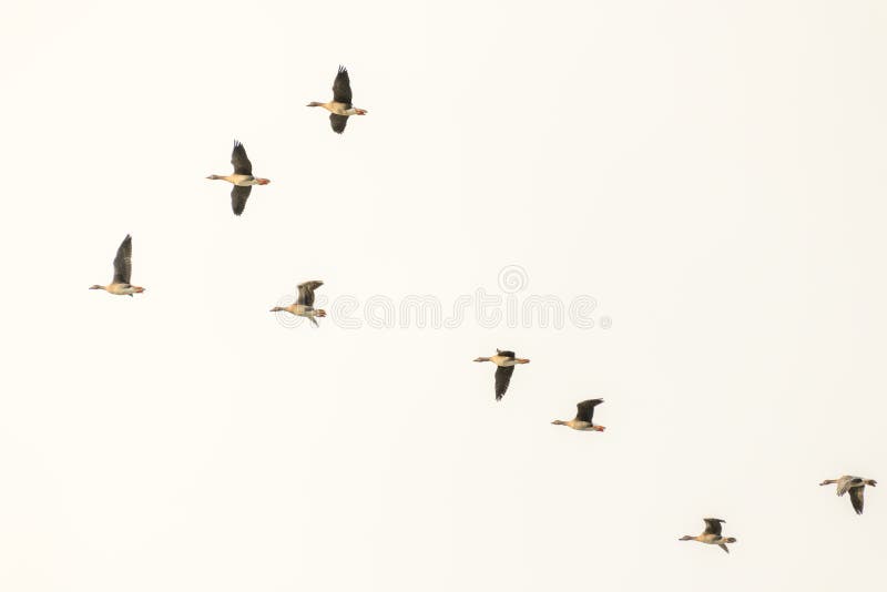 Group of wild geese in flight over the plain