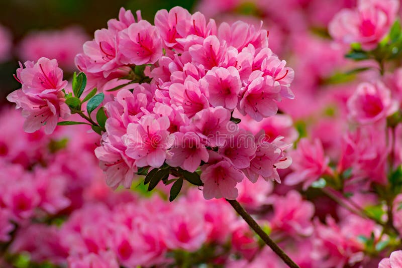 Group Wild Pink Azalea Flowers stock images Group Wild Pink Azalea Flowers stock images
