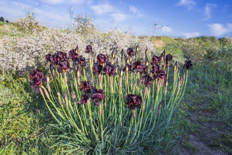 Group of wild purple irises flowers and buds with dew drops on the petals in the sunlight stock image Group of wild purple irises flowers and buds with dew drops on the petals in the sunlight stock image