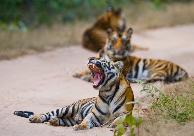 Group of wild tigers on the road. India. Bandhavgarh National Park. Madhya Pradesh. royalty free stock photo Group of wild tigers on the road. India. Bandhavgarh National Park. Madhya Pradesh. royalty free stock photo