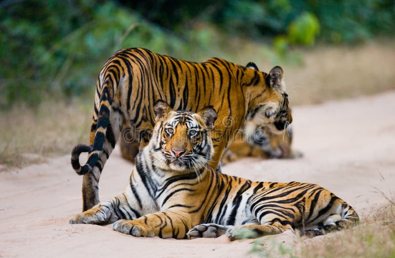Group of wild tigers on the road. India. Bandhavgarh National Park. Madhya Pradesh. stock photo Group of wild tigers on the road. India. Bandhavgarh National Park. Madhya Pradesh. stock photo