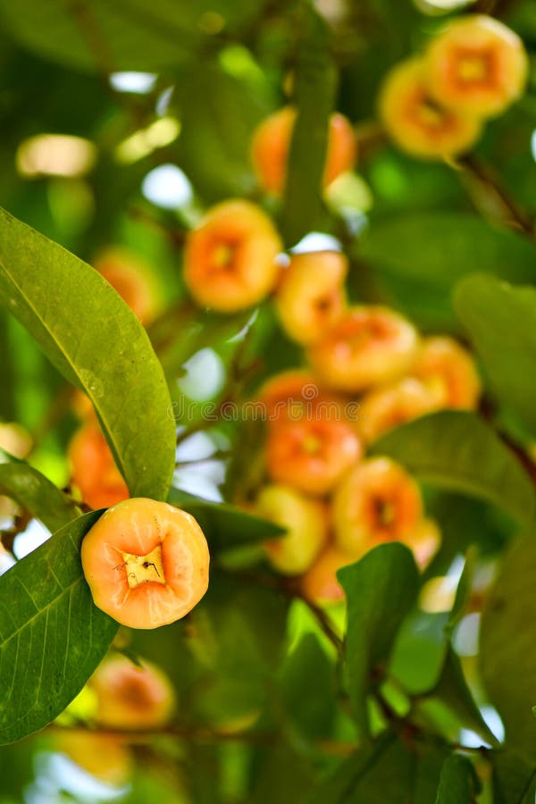 Wax Jambu Fruits Grown on Tree Stock Photo Image of pink, food 161079384