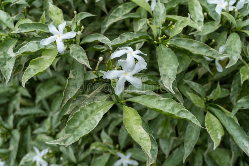 Group of Wild White Flowers among the Leaves in Nature Stock Image
