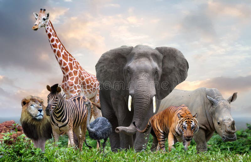 Group of Wildlife Animals in the Jungle Together Stock Image - Image of  green, park: 248162861