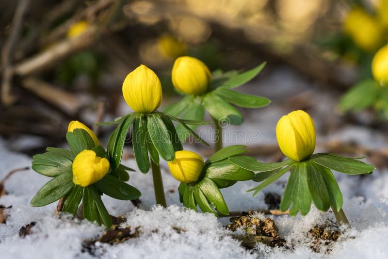 Winter aconite in flower stock image. Image of mass, city - 65875947