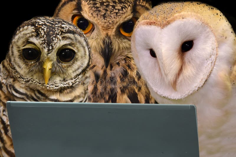 Group of wise owls surfing in internet