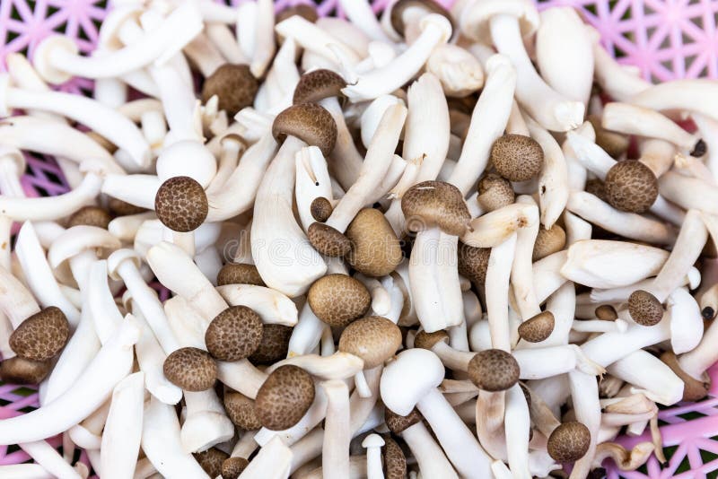 The Group of Yanagimatsutake Mushroom Stock Photo Image of matsutake