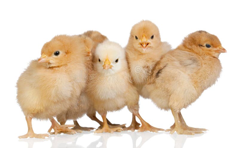 Group of yellow chickens royalty free stock image