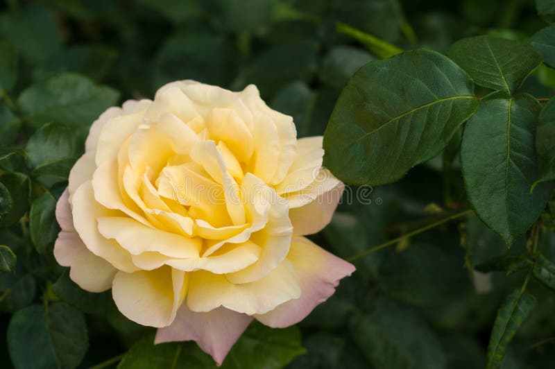 Bush of Fresh Yellow Roses Blooms in the Garden. Stock Image - Image of ...