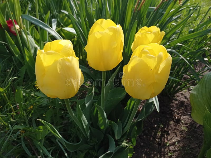 A group of yellow tulips in a field of green grass stock photos