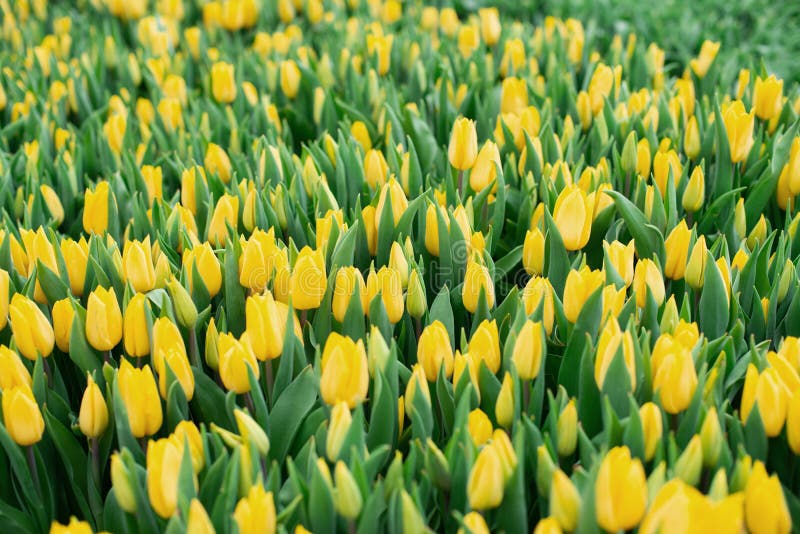 Group of yellow tulips in the field. Spring blurred background, postcard. Bouquet for Mother`s Day, Women`s Day, holiday. Soft