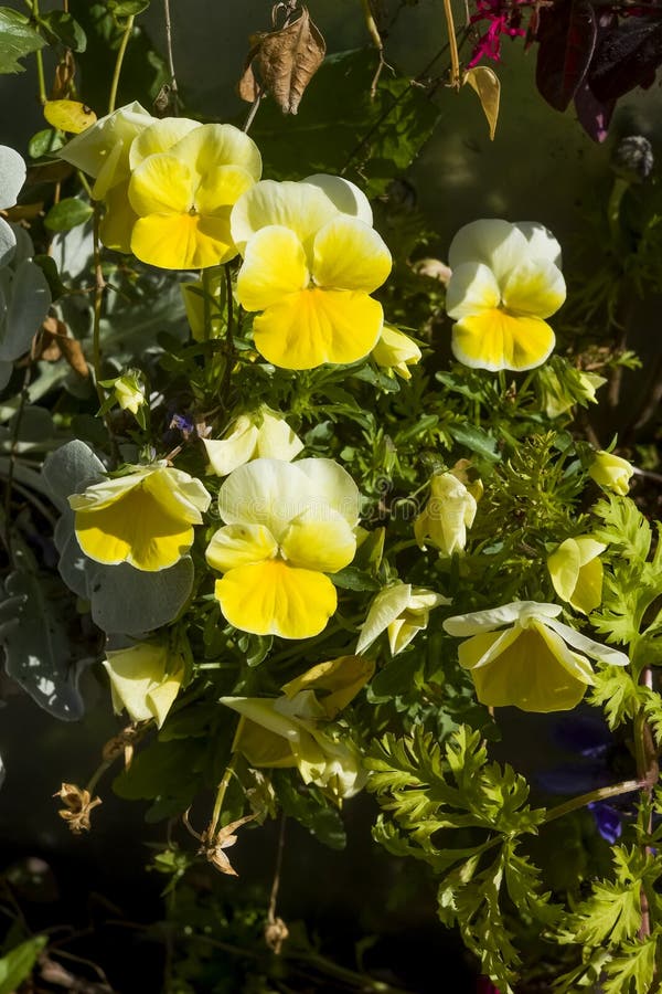 A Group of Yellow Viola in Sunlight Stock Photo Image of botany, fragile 276339830
