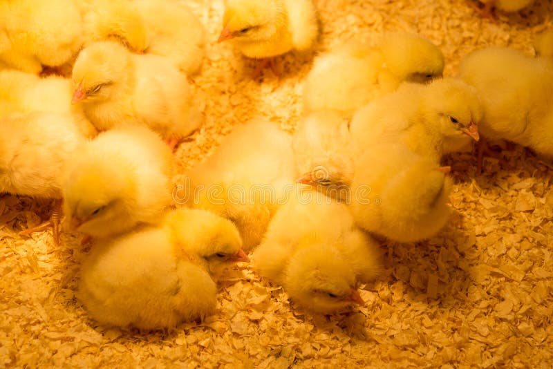 Newborn Baby Chickens Under Heat Lamp Stock Photos Free & Royalty