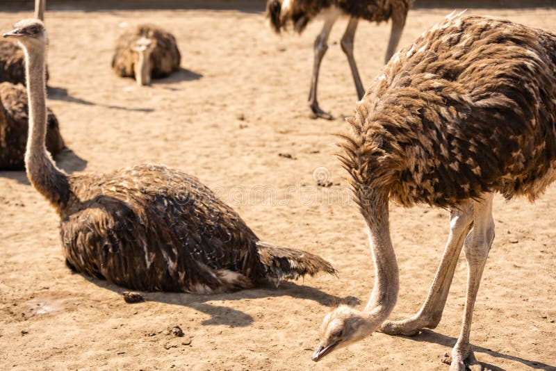 Ostrich, the Head of a Young Ostrich Peeps from Behind the Fence, in