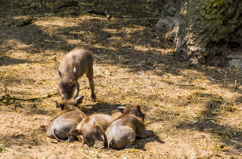 Group of young common warthogs together in the sand, tropical wild pig specie from Africa stock photo Group of young common warthogs together in the sand, tropical wild pig specie from Africa stock photo