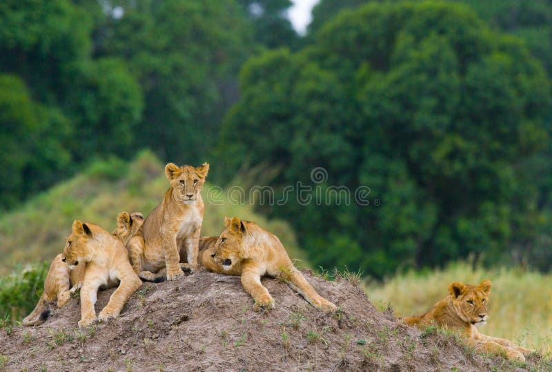 Group of young lions on the hill. National Park. Kenya. Tanzania. Masai Mara. Serengeti. stock image Group of young lions on the hill. National Park. Kenya. Tanzania. Masai Mara. Serengeti. stock image