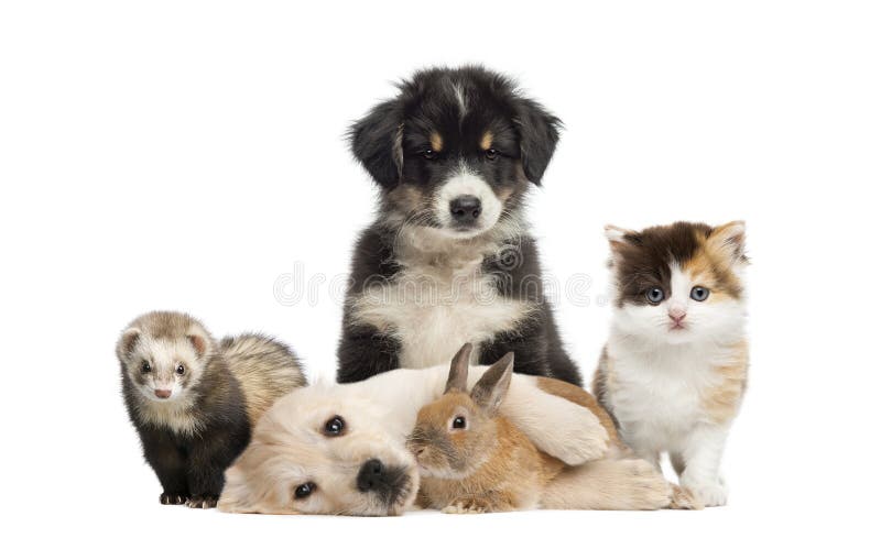 Group of young pets