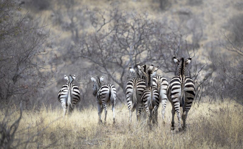 Group of zebra`s from backside in bush wildlife landscape