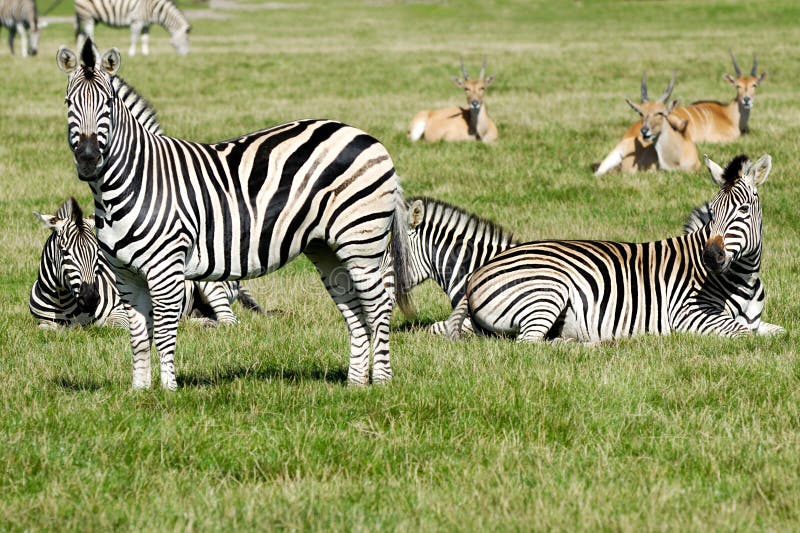 Group of zebras